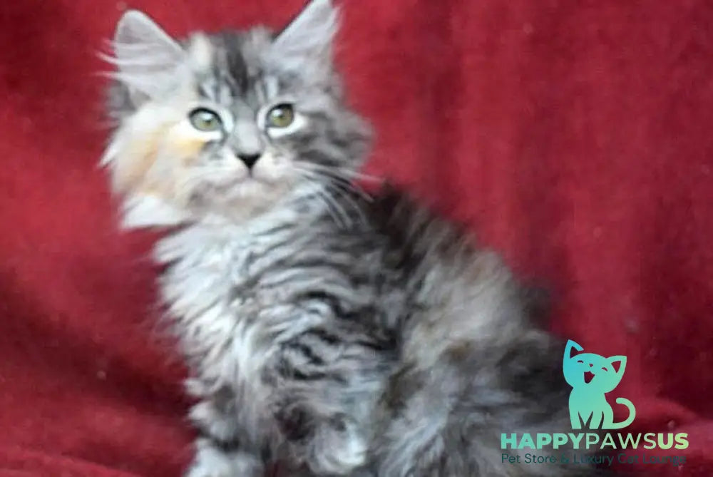 Kаlina Siberian female black tortie silver spotted tabby - live animals