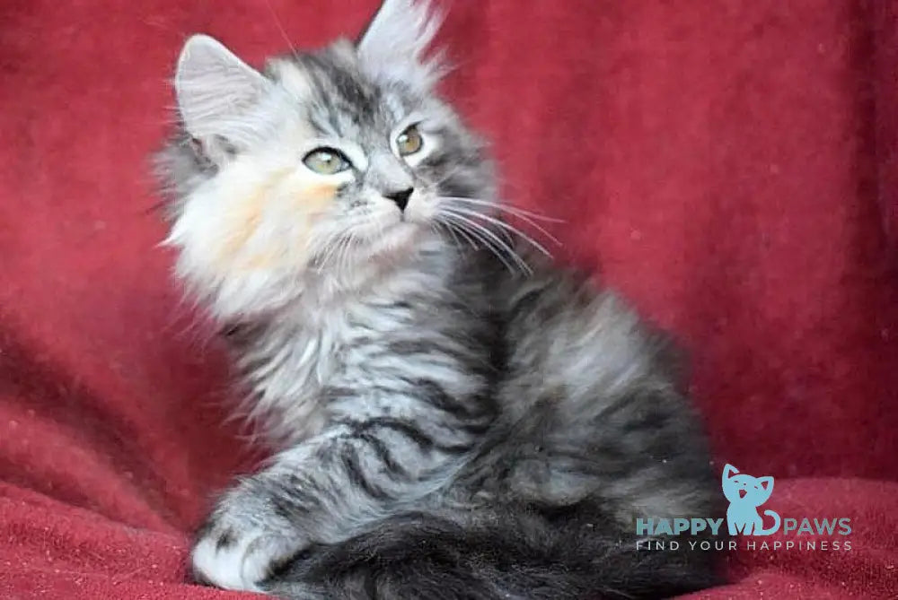 Kаlina Siberian female black tortie silver spotted tabby - live animals