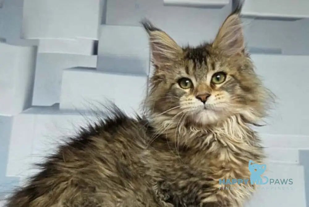 Kama Maine Coon female black ticked tabby live animals