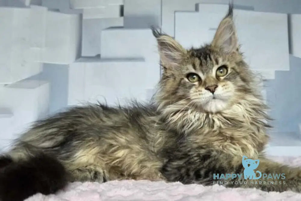 Kama Maine Coon female black ticked tabby live animals