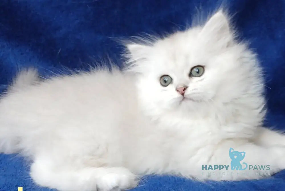 Kamalia British Longhair female black silver shaded - live animals