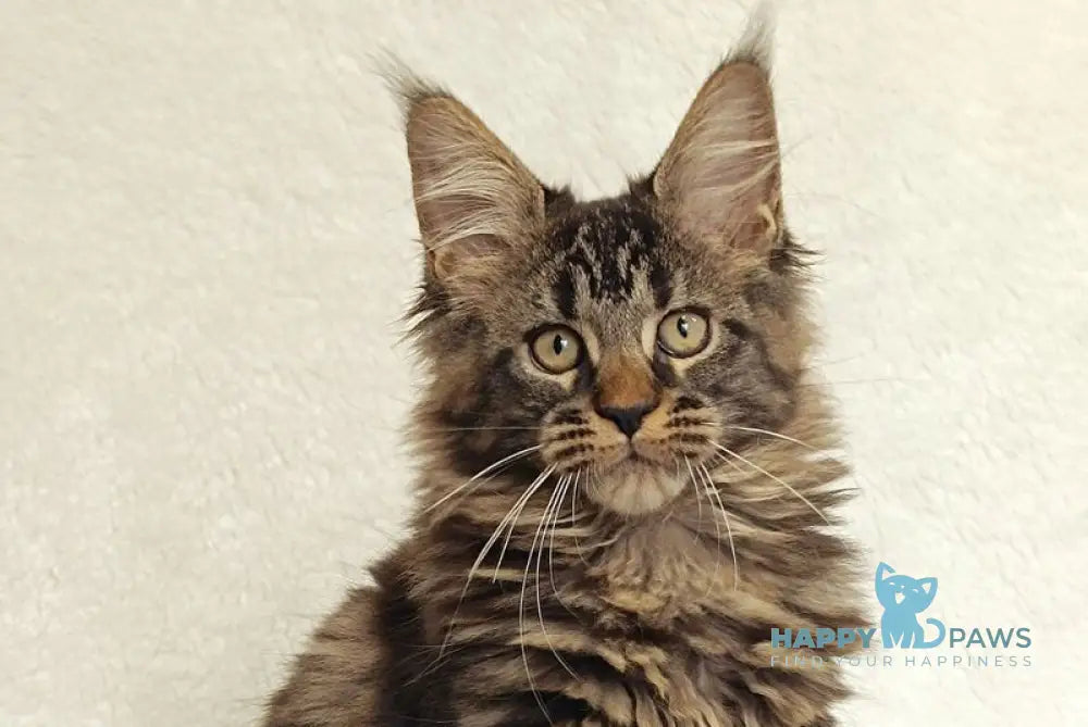 Kamalia Maine Coon female black tabby live animals