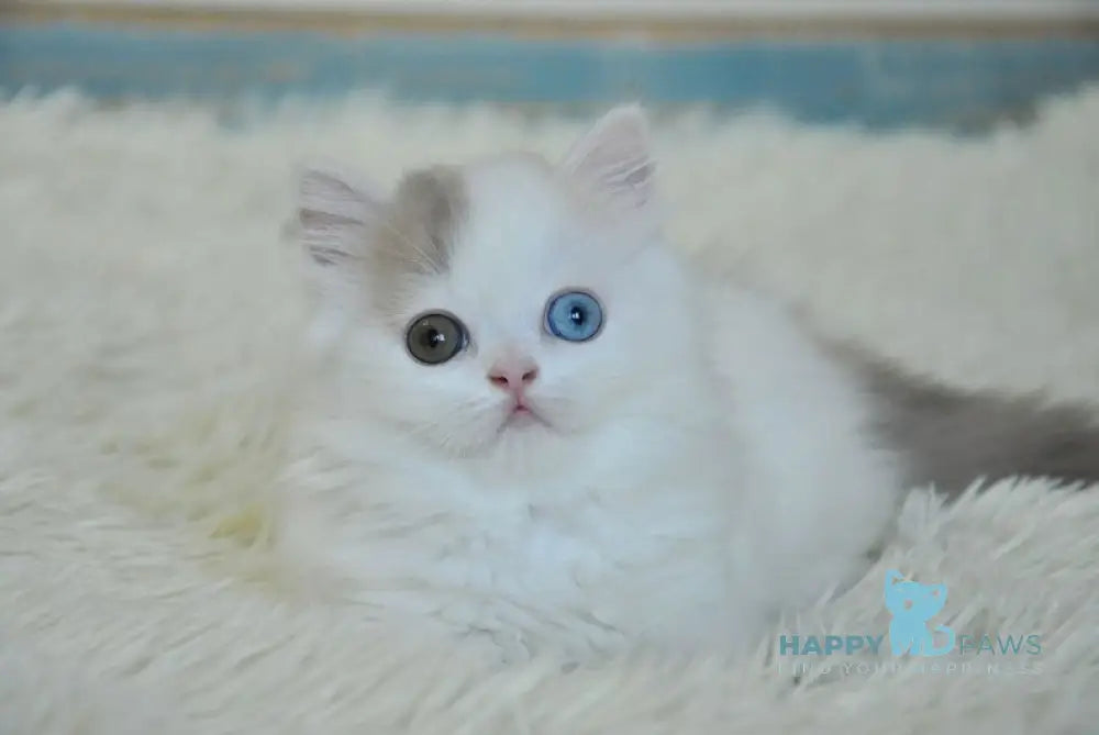 Kamelia Scottish Straight female lilac tortie tabby van live animals