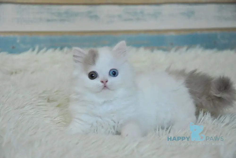 Kamelia Scottish Straight female lilac tortie tabby van live animals