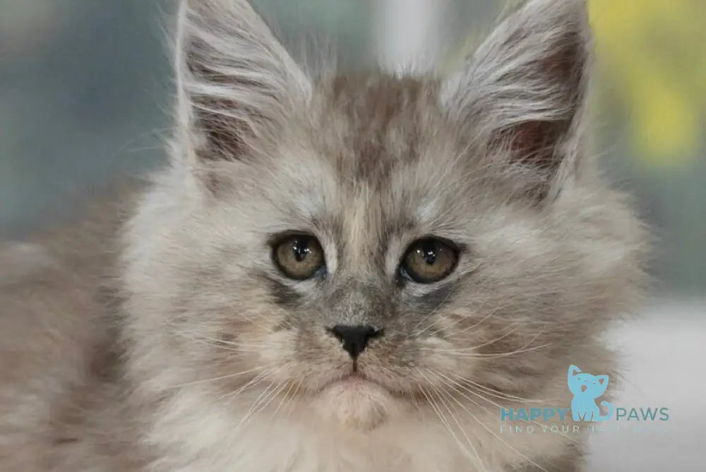 Kamila Maine Coon female black silver with white live animals