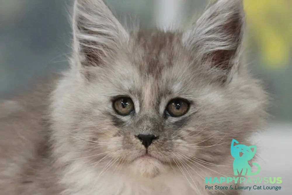 Kamila Maine Coon female black silver with white live animals