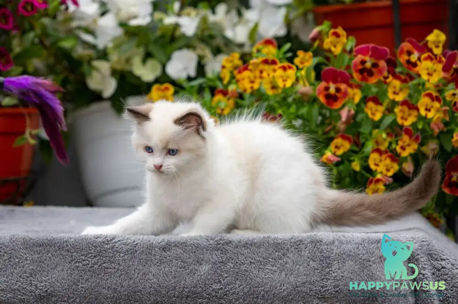 Kamila Ragdoll female seal bicolour - live animals