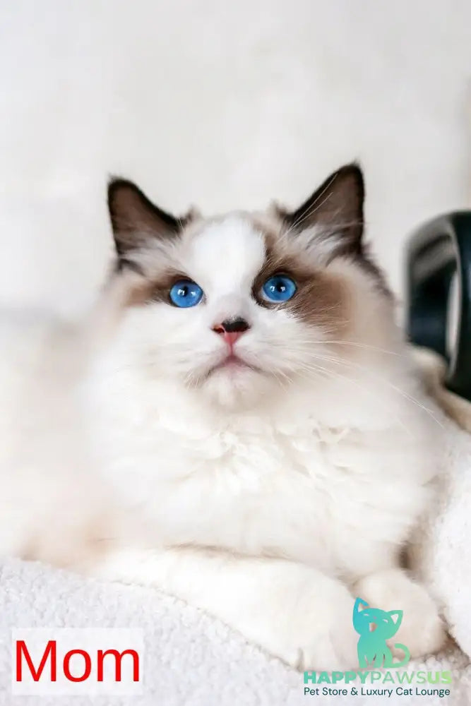 Kamila Ragdoll female seal bicolour - live animals