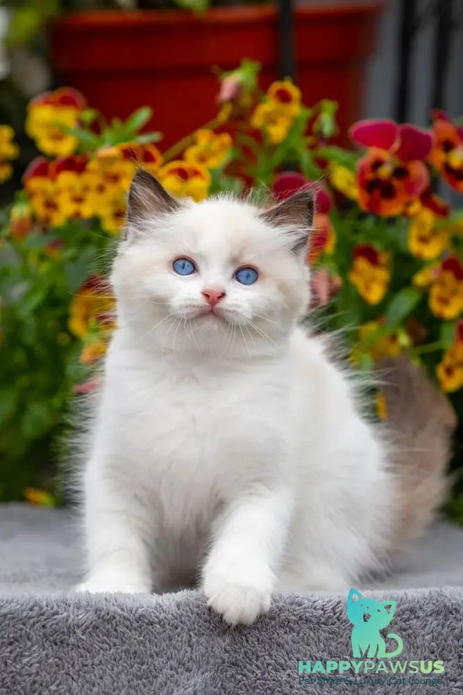 Kamila Ragdoll female seal bicolour - live animals