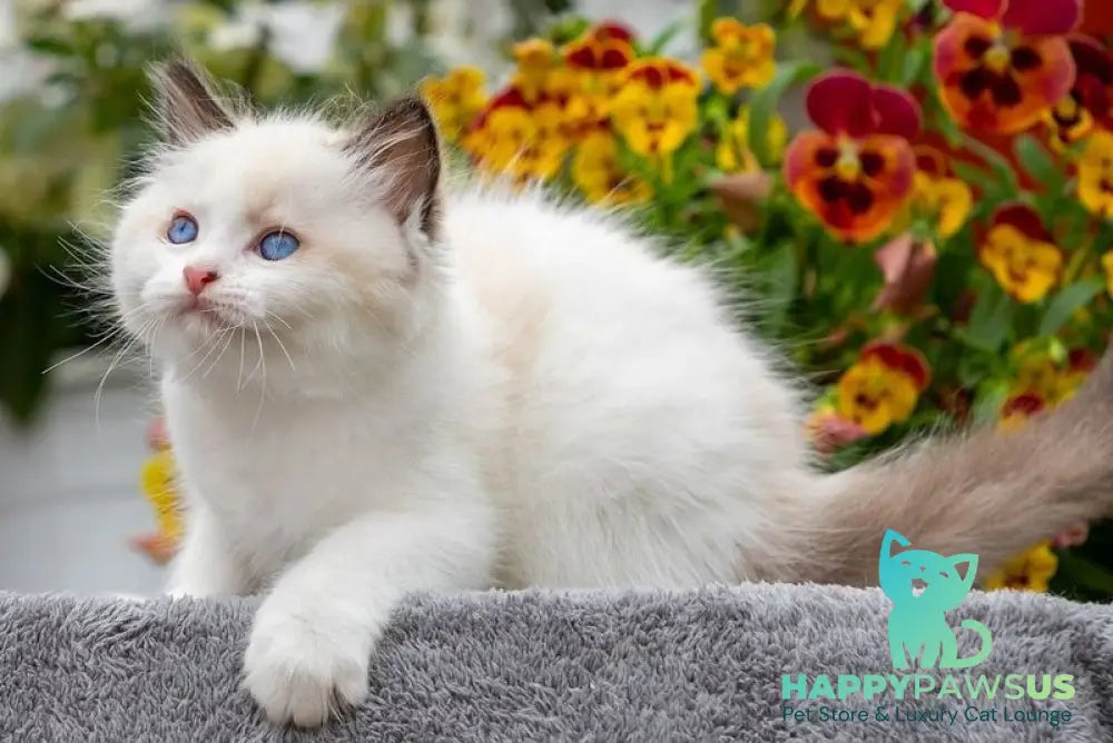 Kamila Ragdoll female seal bicolour - live animals
