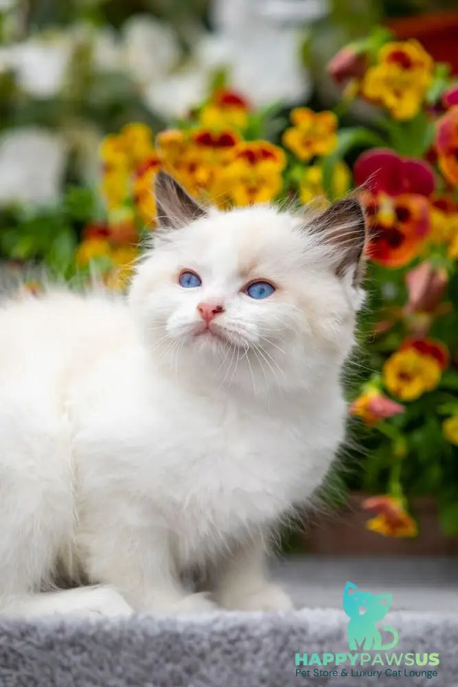 Kamila Ragdoll female seal bicolour - live animals