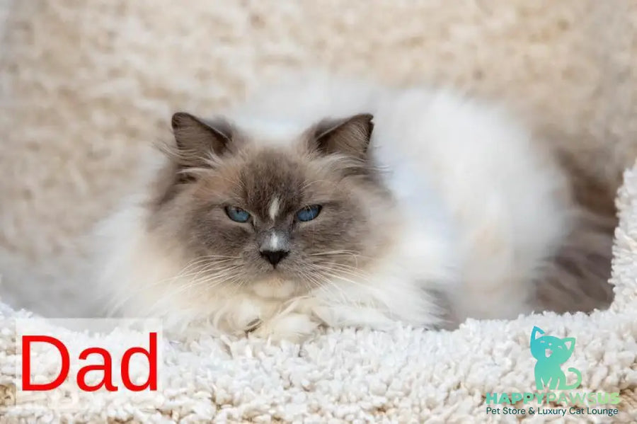 Kamila Ragdoll female seal bicolour - live animals