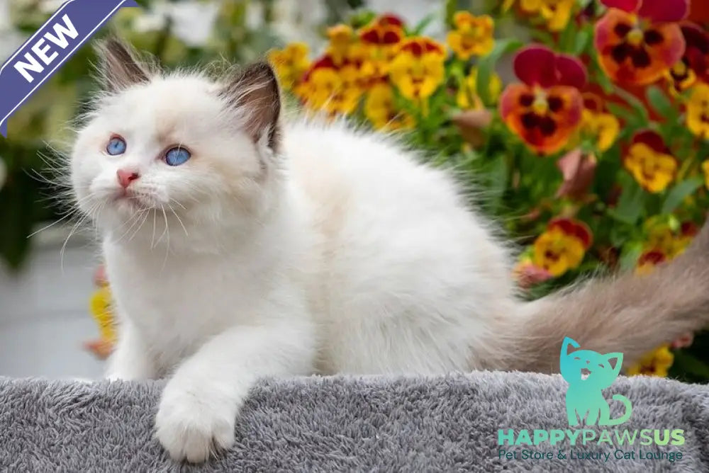 Kamila Ragdoll female seal bicolour - live animals