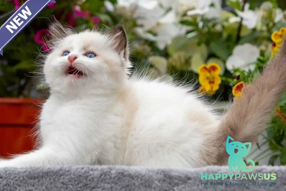 Kamila Ragdoll female seal bicolour - live animals