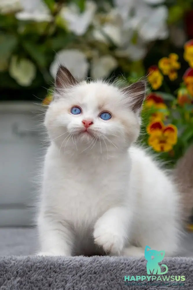 Kamila Ragdoll female seal bicolour - live animals