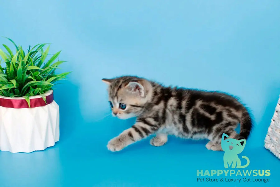 Kamilla British Shorthair female black silver tabby - live animals