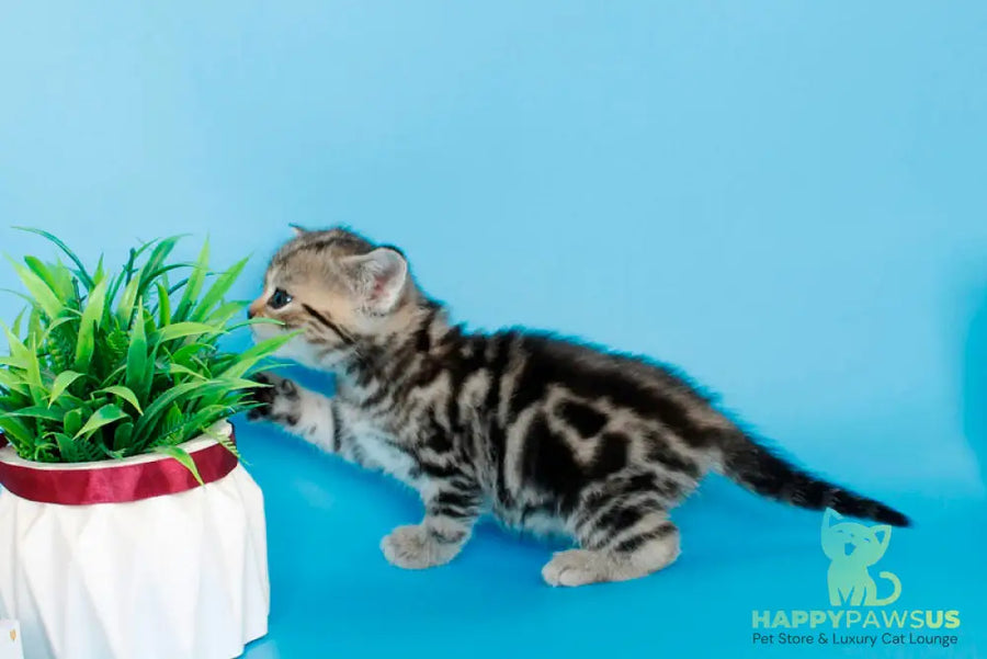 Kamilla British Shorthair female black silver tabby - live animals