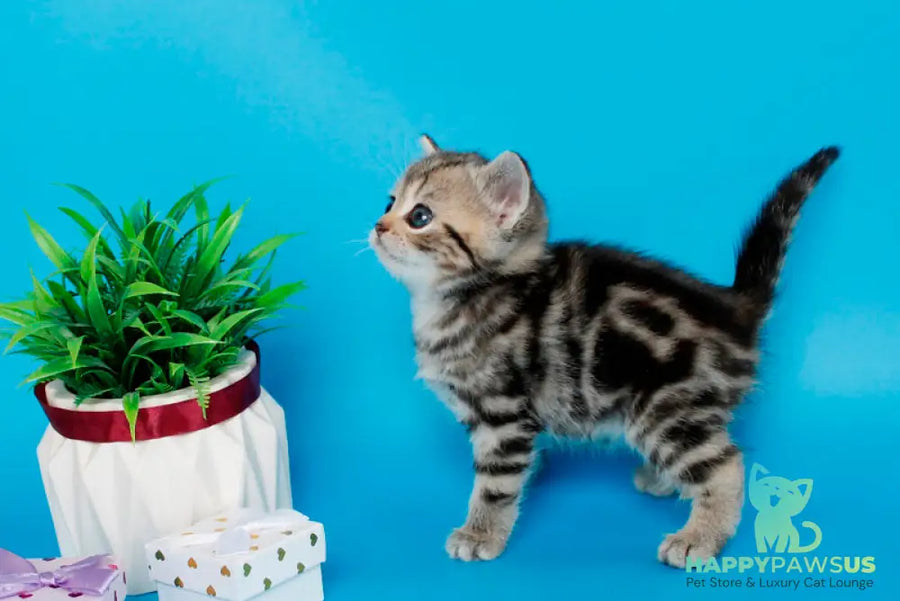 Kamilla British Shorthair female black silver tabby - live animals