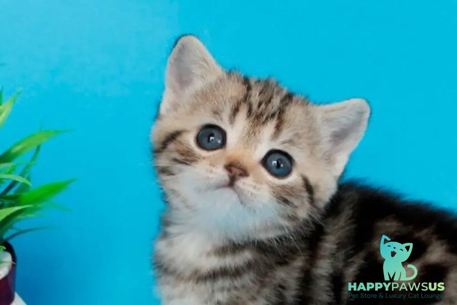 Kamilla British Shorthair female black silver tabby - live animals