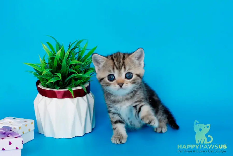 Kamilla British Shorthair female black silver tabby - live animals