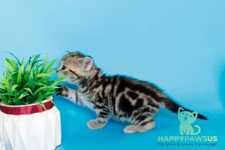 Kamilla British Shorthair female black silver tabby - live animals