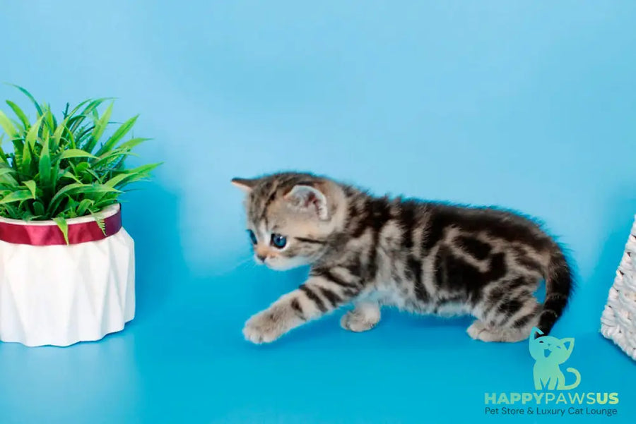 Kamilla British Shorthair female black silver tabby - live animals