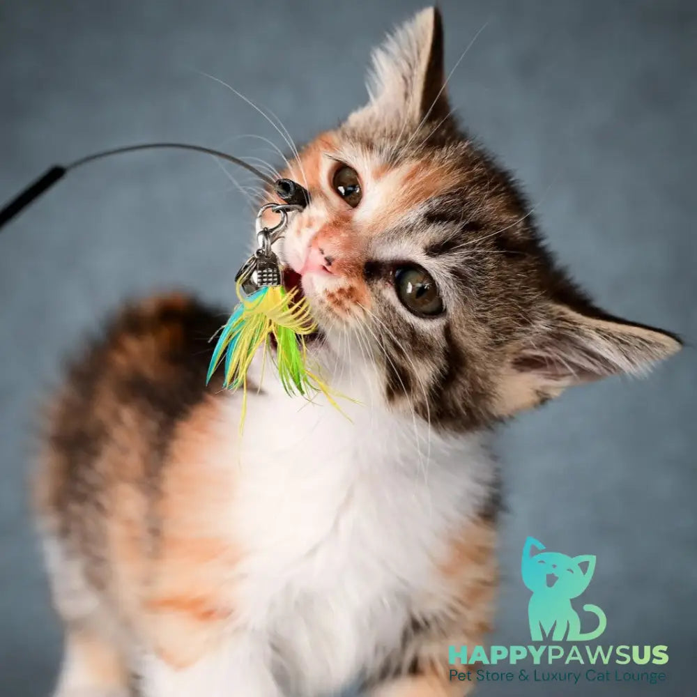 Kamilla Munchkin female black tortie spotted tabby bicolour - live animals