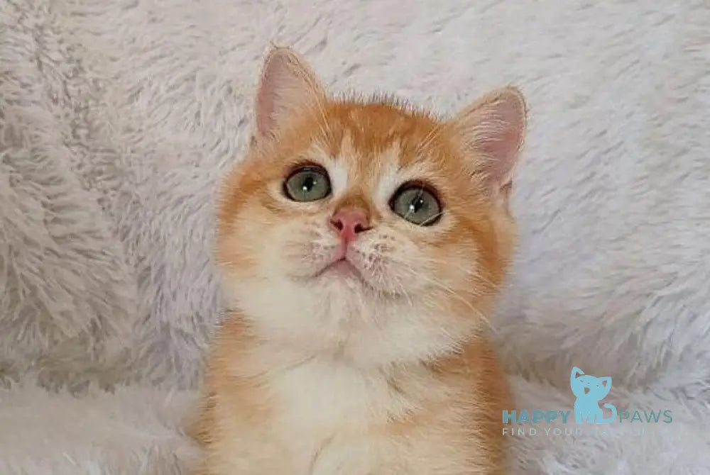 Kant British Shorthair male black golden chinchilla live animals