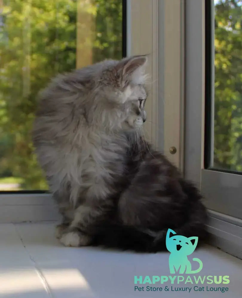 Kapiton Siberian male black silver tabby with white - live animals