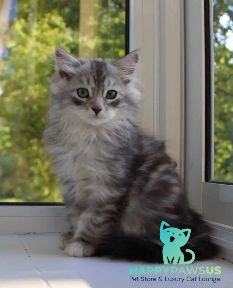 Kapiton Siberian male black silver tabby with white - live animals