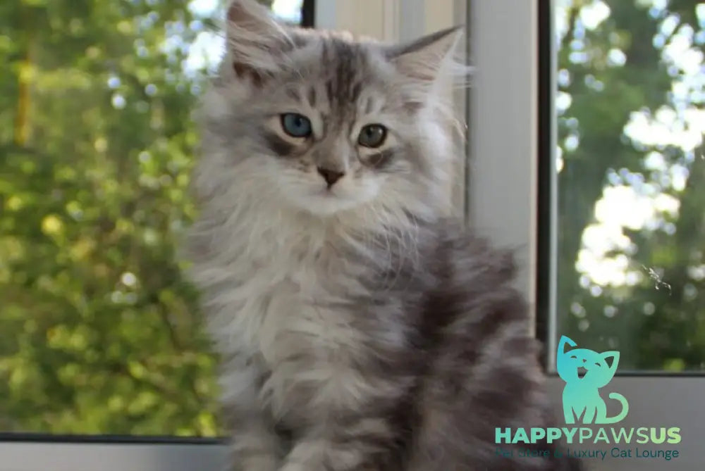 Kapiton Siberian male black silver tabby with white - live animals
