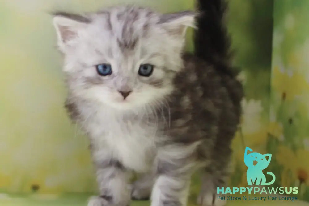Kapiton Siberian male black silver tabby with white - live animals