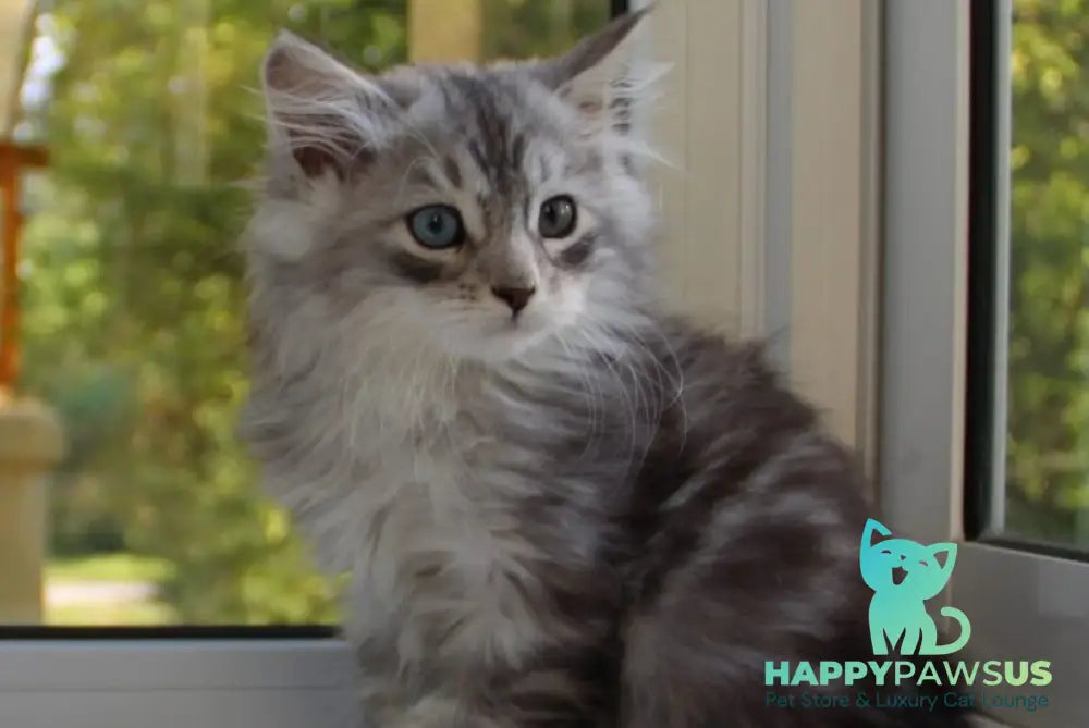 Kapiton Siberian male black silver tabby with white - live animals