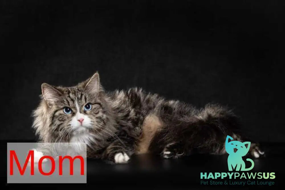 Kapiton Siberian male black silver tabby with white - live animals