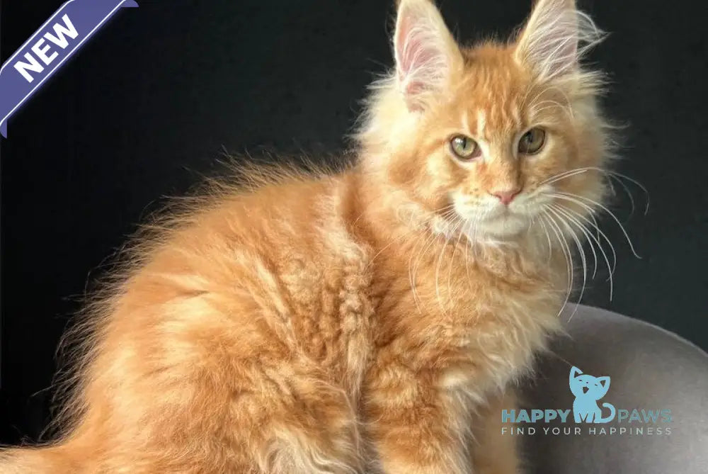 Kapriz Maine Coon male red tabby live animals