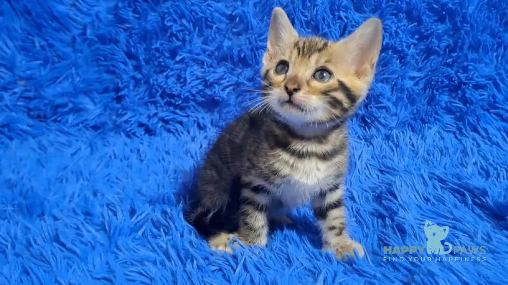 Kara Bengal female black spotted tabby - live animals