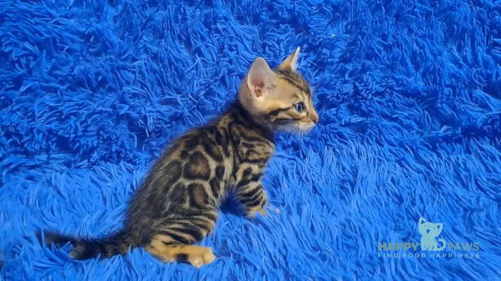 Kara Bengal female black spotted tabby - live animals
