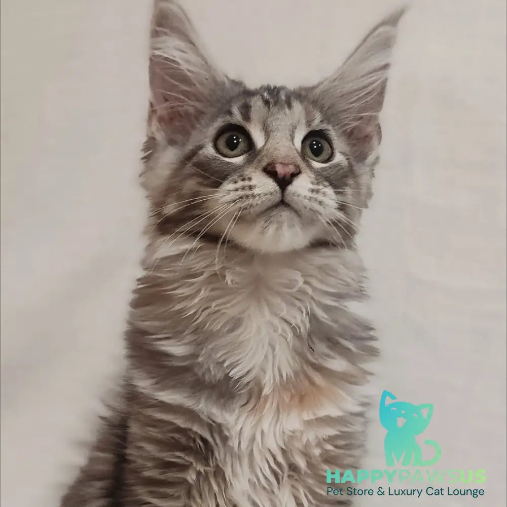 Karamelka Maine Coon female black tortie silver - live animals