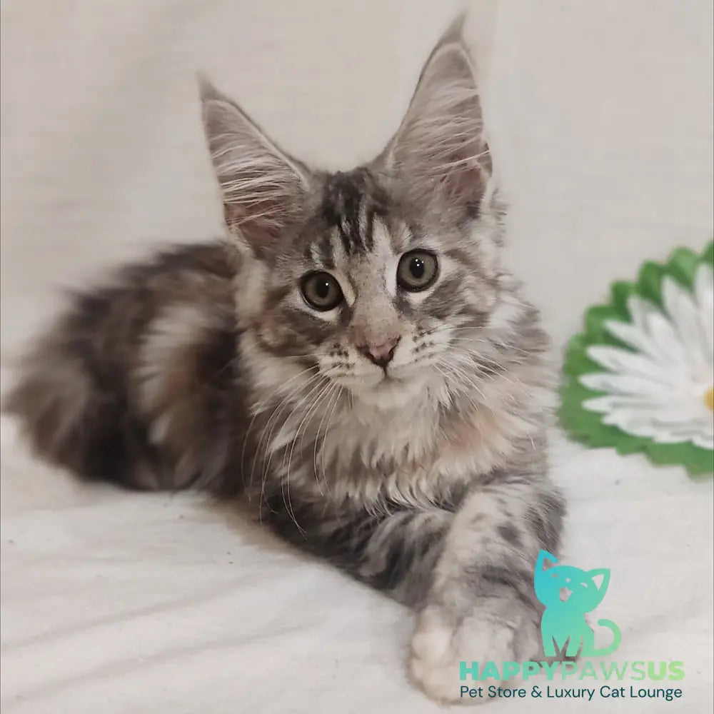 Karamelka Maine Coon female black tortie silver - live animals