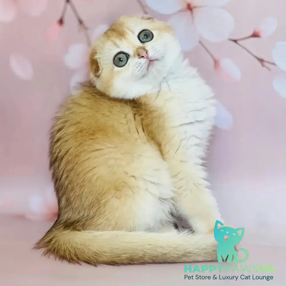 Karamelka Scottish Fold female chocolate golden chinchilla - live animals