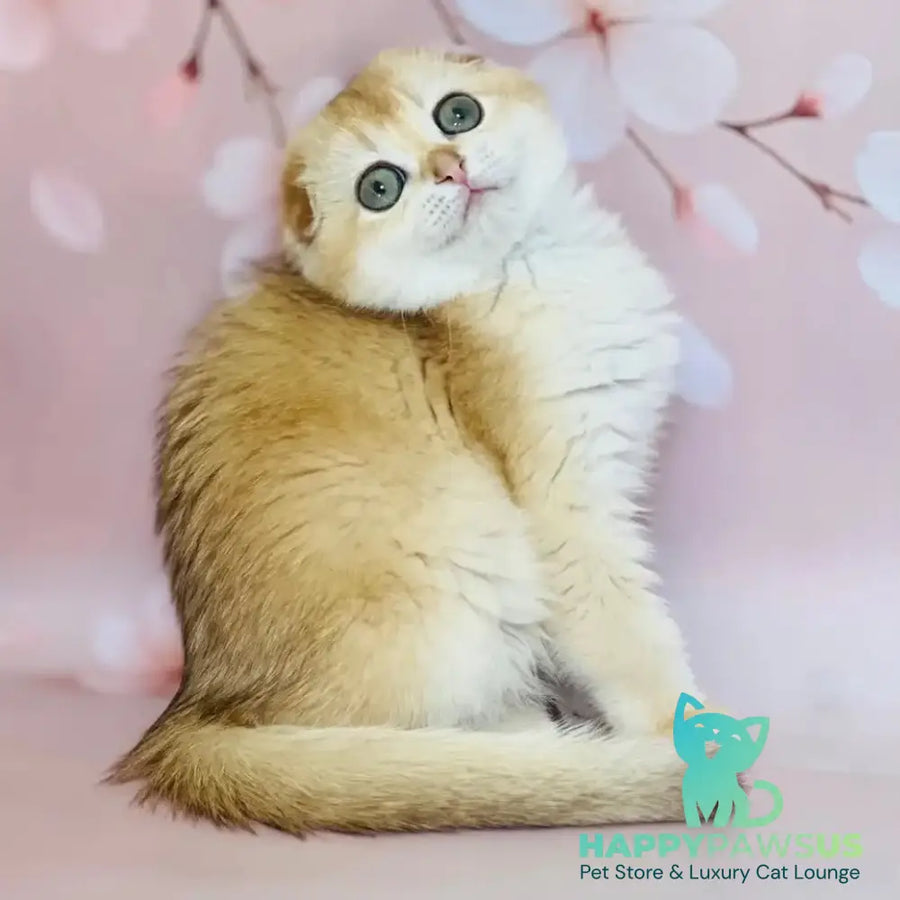 Karamelka Scottish Fold female chocolate golden chinchilla - live animals