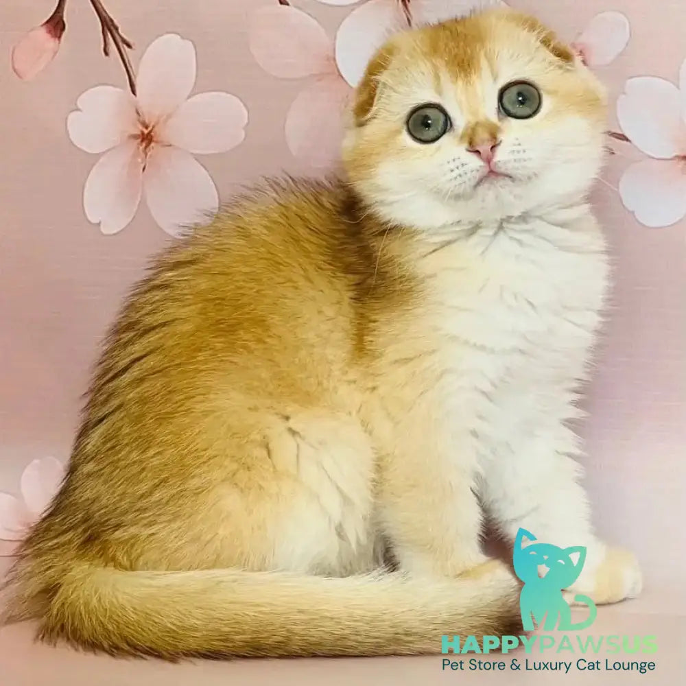 Karamelka Scottish Fold female chocolate golden chinchilla - live animals
