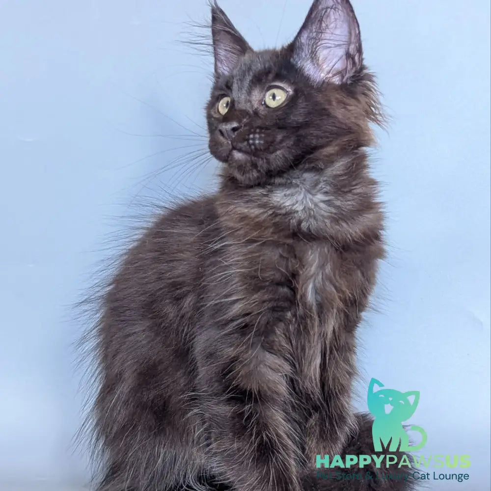 Karat Maine Coon male black silver - live animals