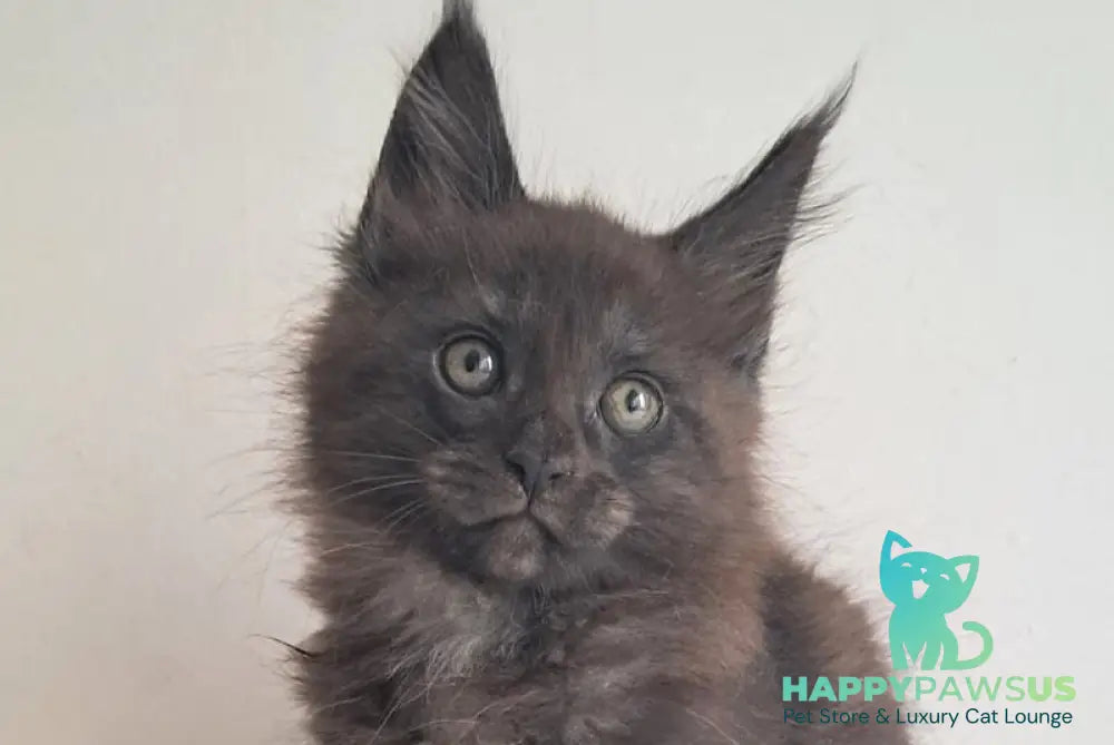 Karat Maine Coon male black silver live animals