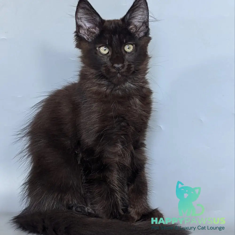 Karat Maine Coon male black silver - live animals