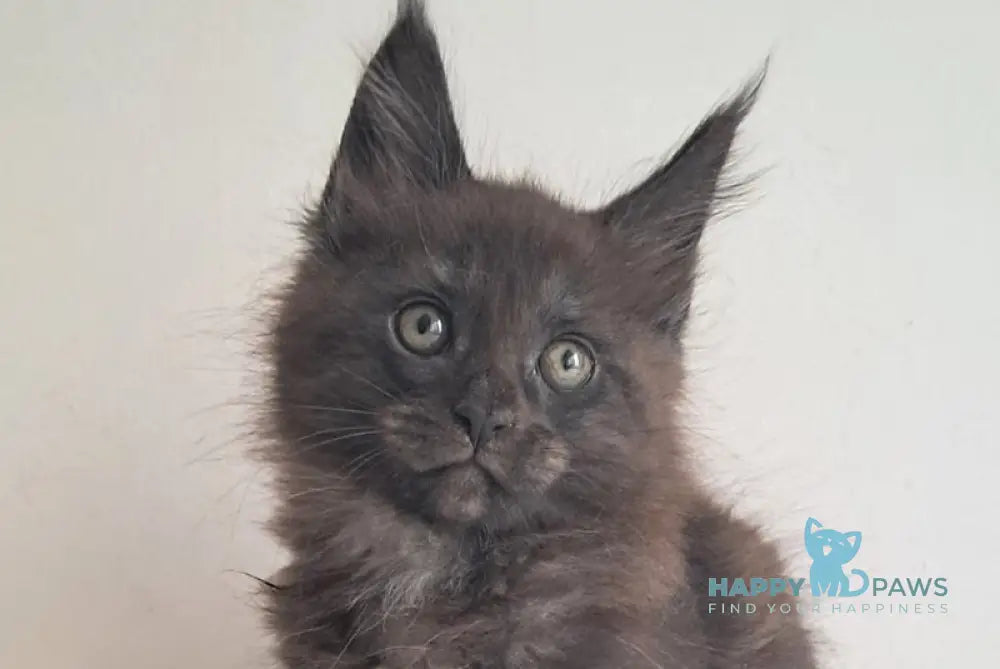 Karat Maine Coon male black silver live animals