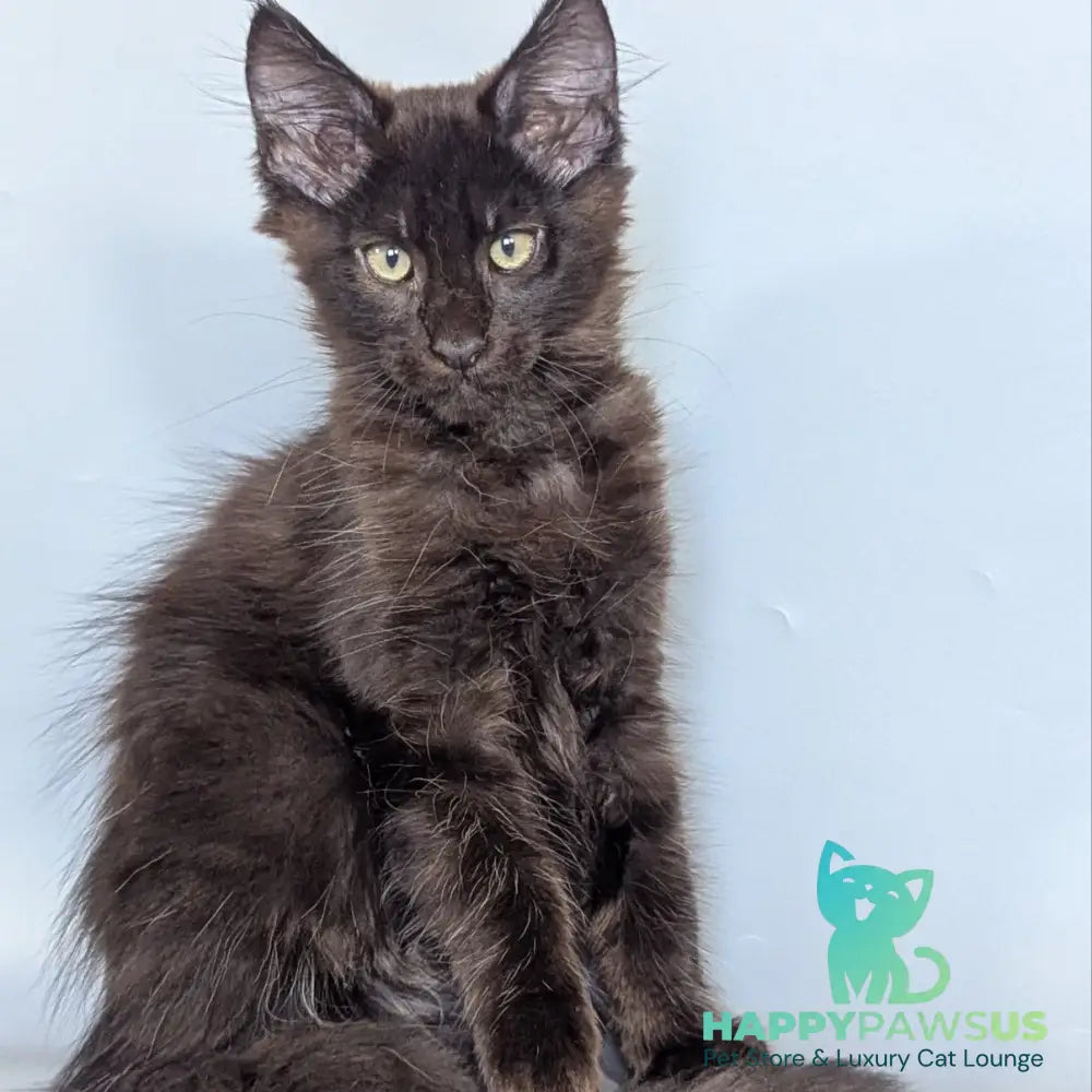 Karat Maine Coon male black silver - live animals
