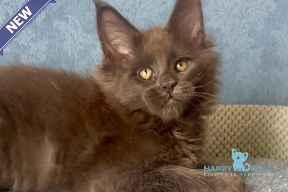 Karat Maine Coon male blue live animals