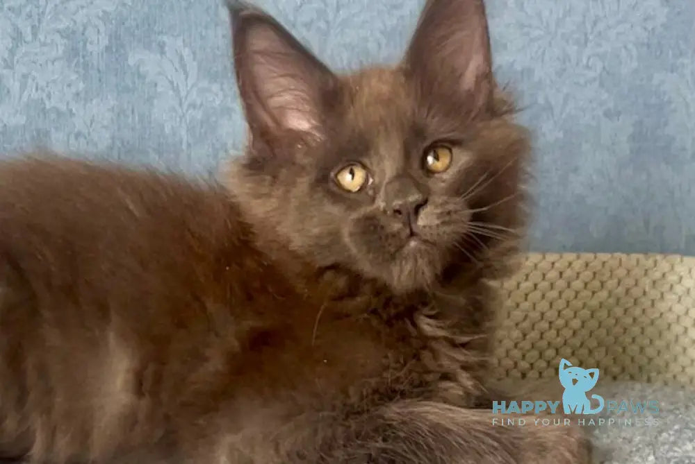 Karat Maine Coon male blue live animals