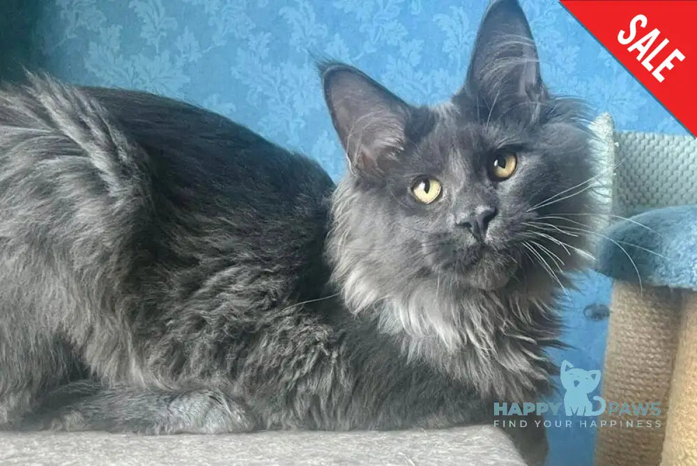 Karat Maine Coon male blue live animals
